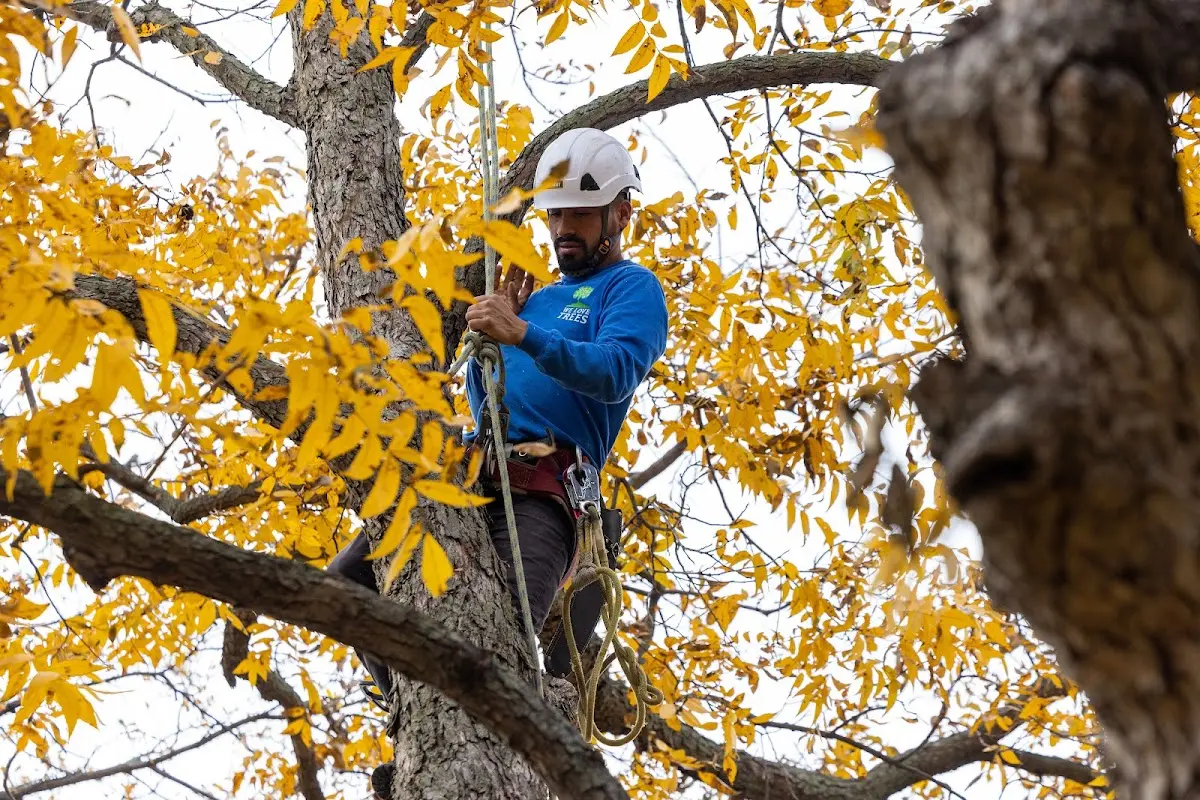Skilled Tree Trimming crew working in Archer